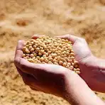 کنجاله سویا دامی جهت سرمایه گذاری و بازده مناسب در آذر فراور