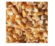 کنجاله ذرت دامی سرمایه گذاری و  کمک به تولیدات داخلی آذر فراور